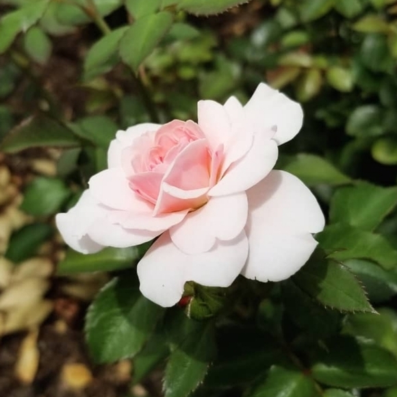 monicamarks744